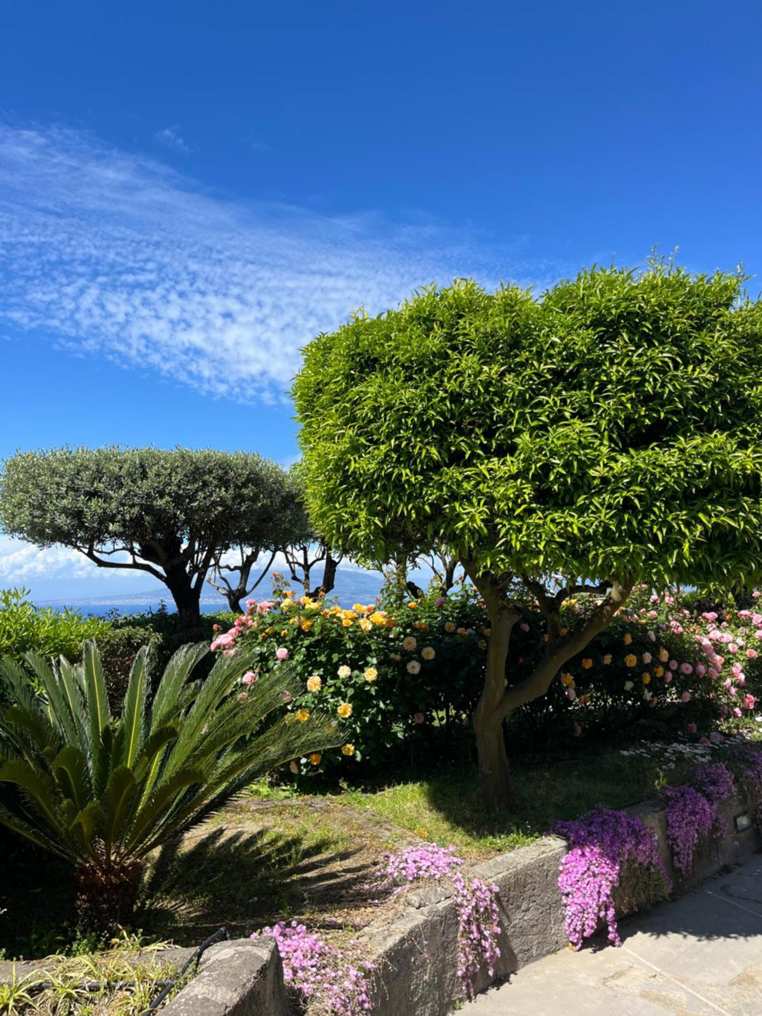 Отель Sorrento Garden Экстерьер фото